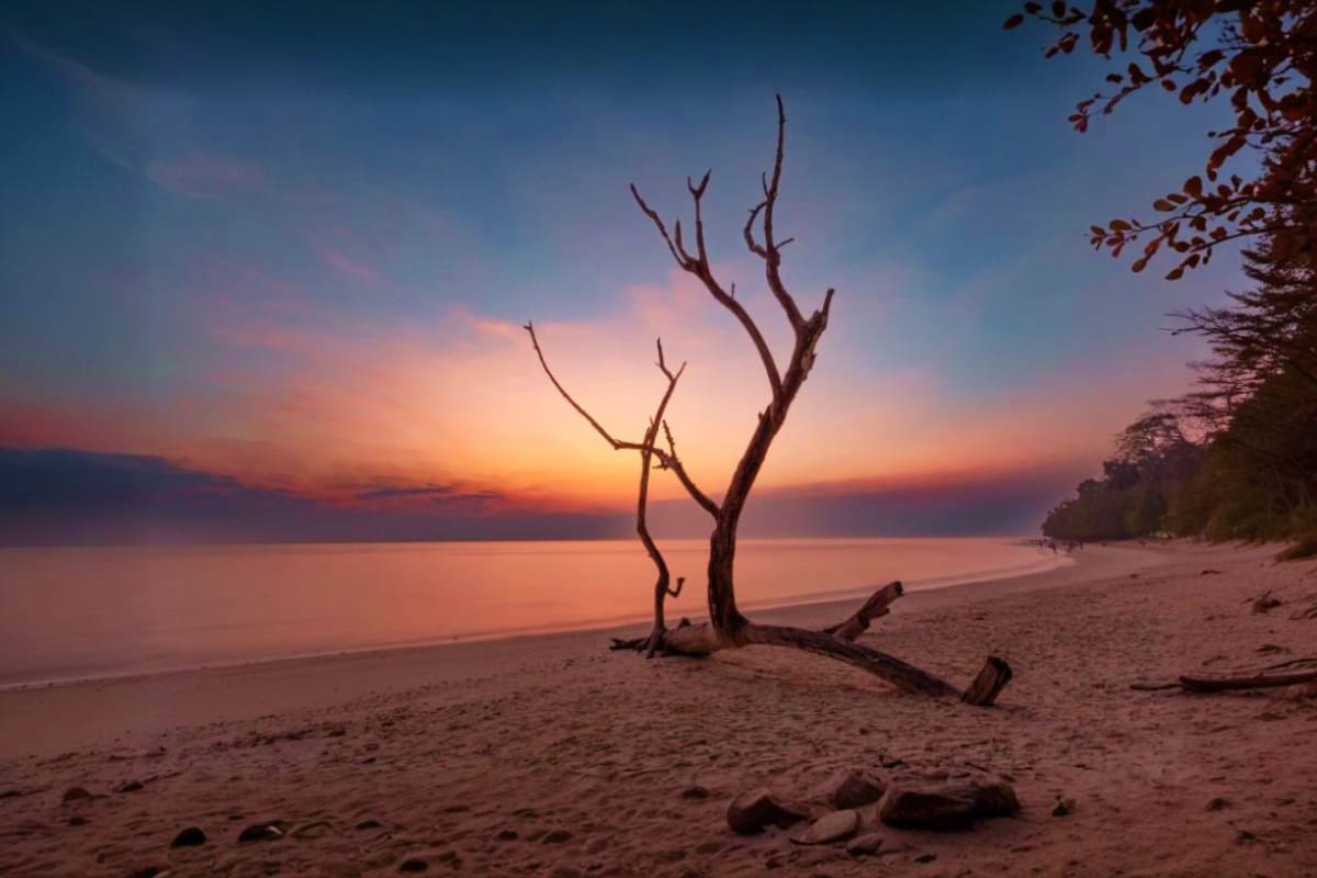 Dead tree on sandy beach at sunset with calm ocean and forested coastline in Andaman Islands
