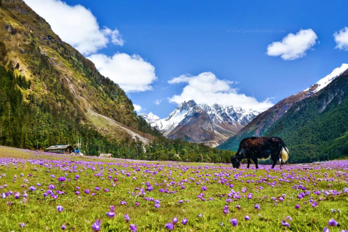 Gangtok to Yumthang Valley Scenic Tour 7 Days Escape Black yak grazing in purple flower meadow with snow-capped Himalayan mountains and forested valleys in background