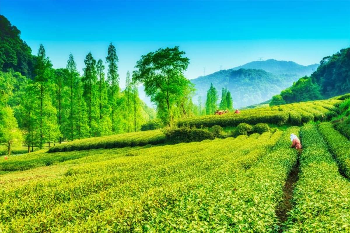 Mystic Hills Circuit Gangtok Darjeeling Tea plantation fields in Darjeeling with lush green bushes, mountains in background, and a worker harvesting tea leaves
