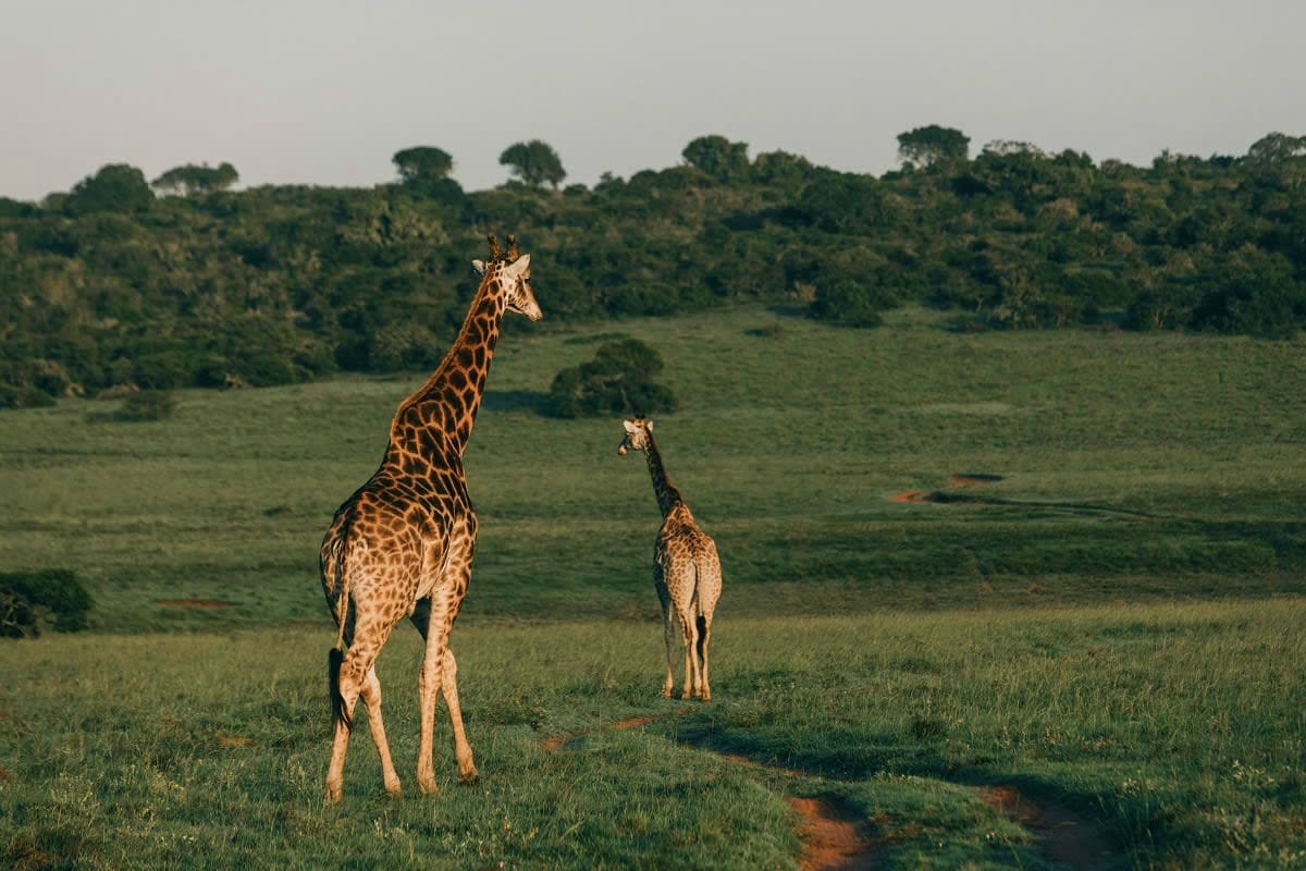 Adult giraffe and young giraffe standing in African savanna grassland with acacia trees in background