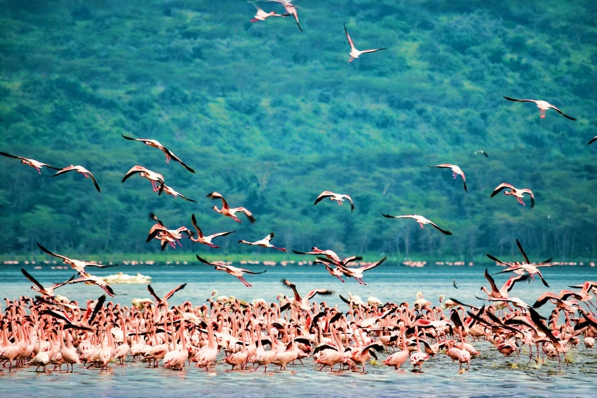 Large flock of pink flamingos wading in shallow lake water with birds flying overhead and forested hills in background