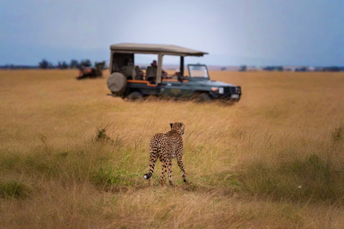 Leopard walking in savanna grassland with safari vehicle and tourists in background during wildlife game drive in Kenya