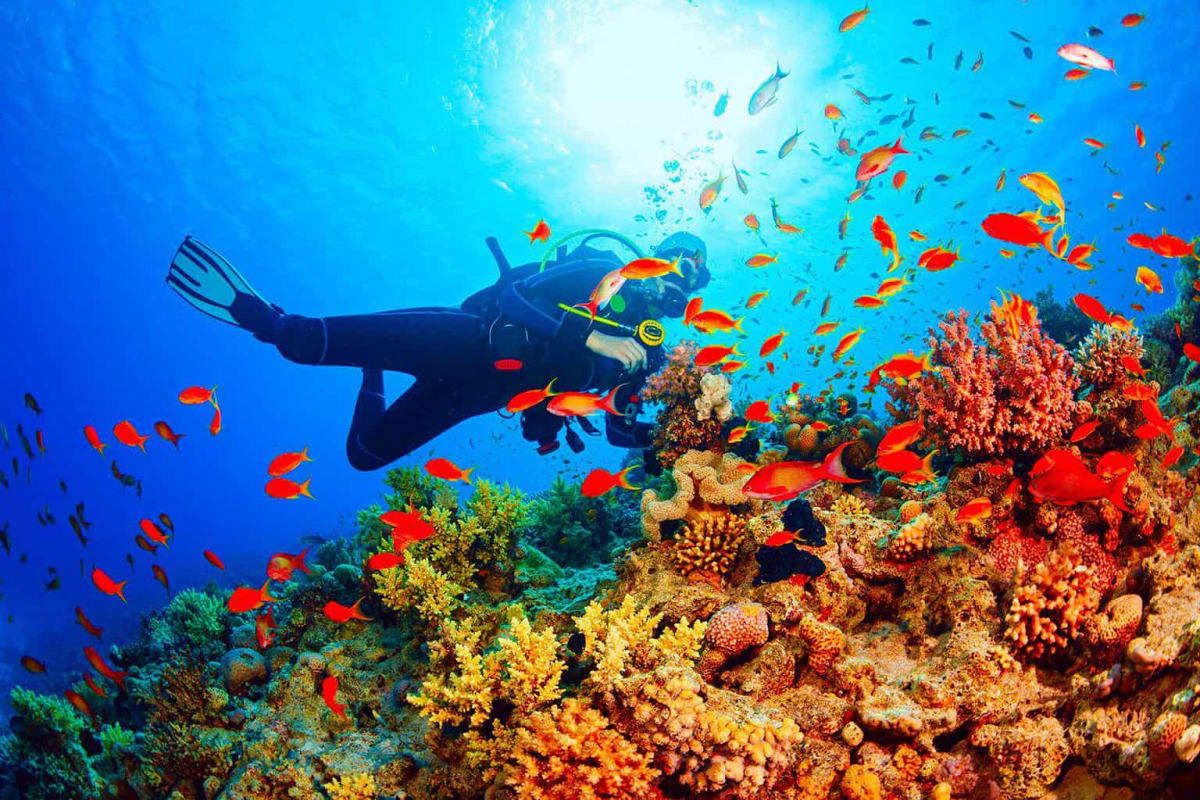 Scuba diver exploring colorful coral reef with red tropical fish in clear blue ocean water