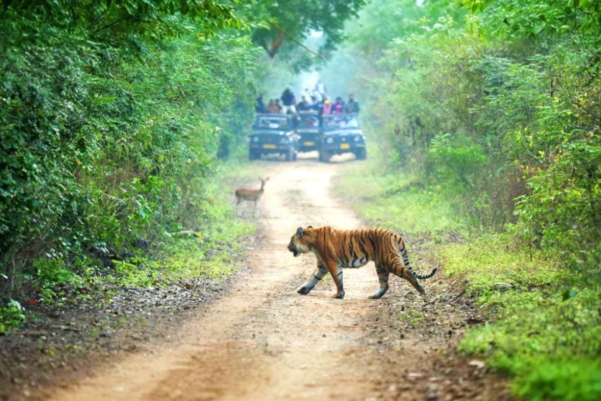 Tiger crossing dirt road in front of safari vehicles and tourists on a wildlife tour through green forest canopy