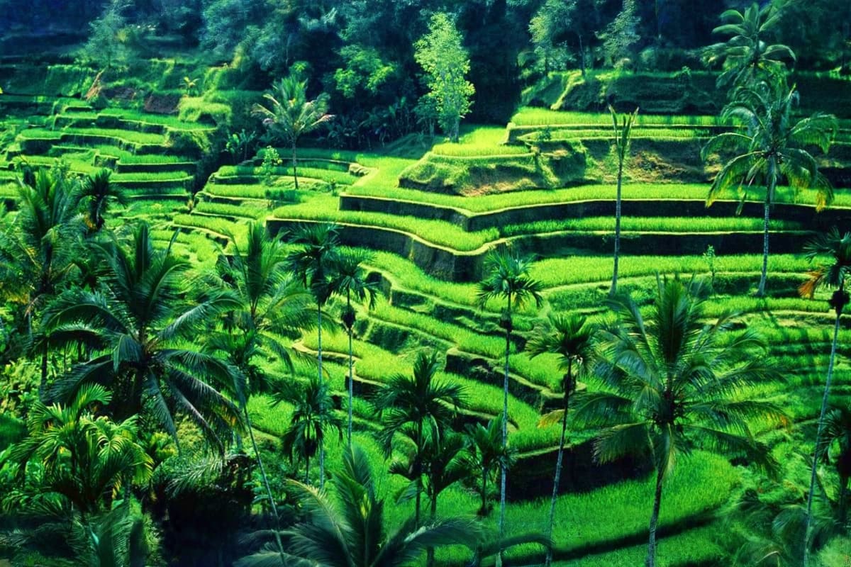 Aerial view of lush green terraced rice paddies with palm trees in Bali, Indonesia