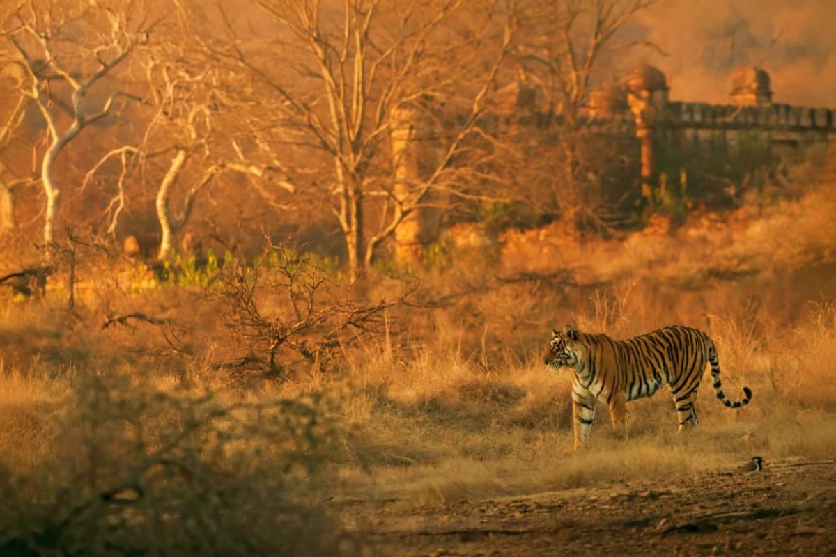 Pink City and Tiger Safari Tour Tiger walking through dry grassland with ancient fort palace ruins in golden afternoon light at Ranthambore National Park