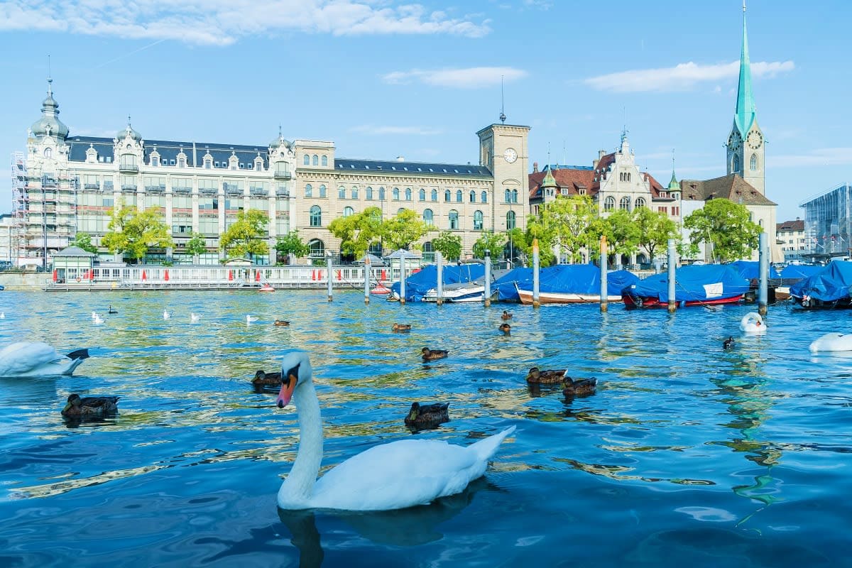 White swans and ducks swimming in Lake Zurich with historic European architecture and blue boats along the waterfront