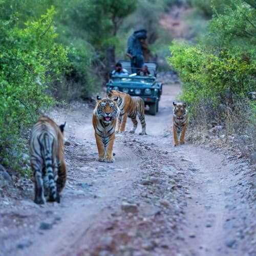 Tiger family crossing dirt road with safari jeep tourists in background, Rajasthan wildlife reserve