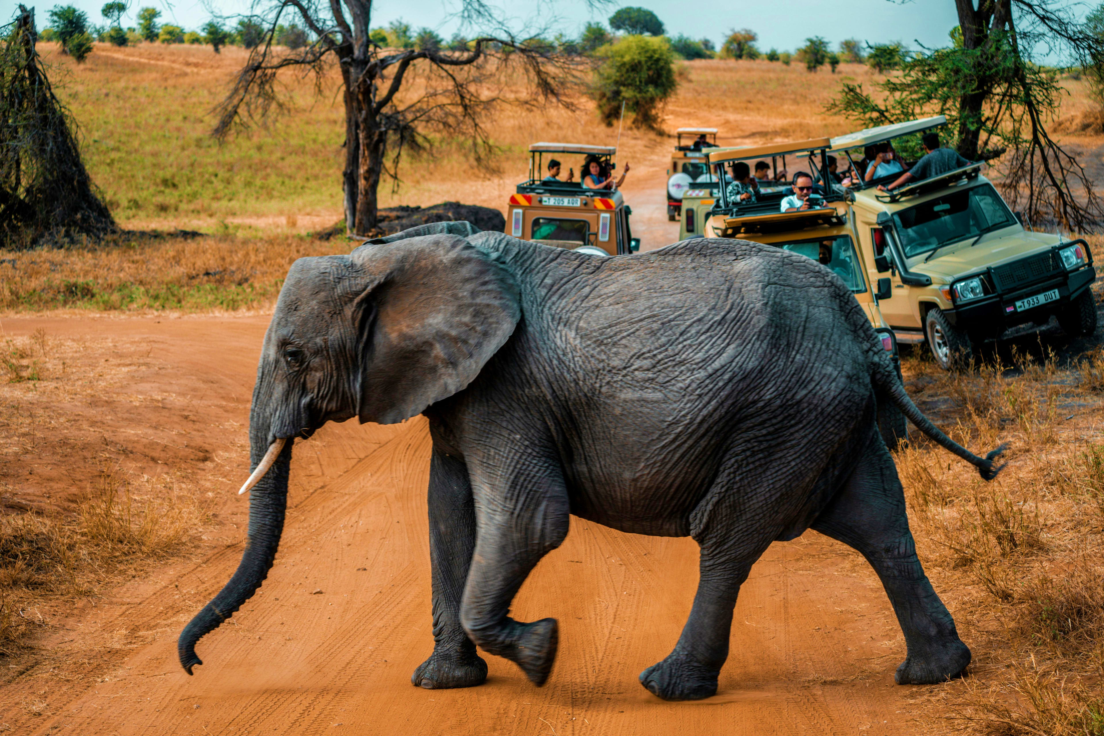 Tanzania African elephant walking across red dirt road with safari vehicles and tourists observing in Tanzania savanna