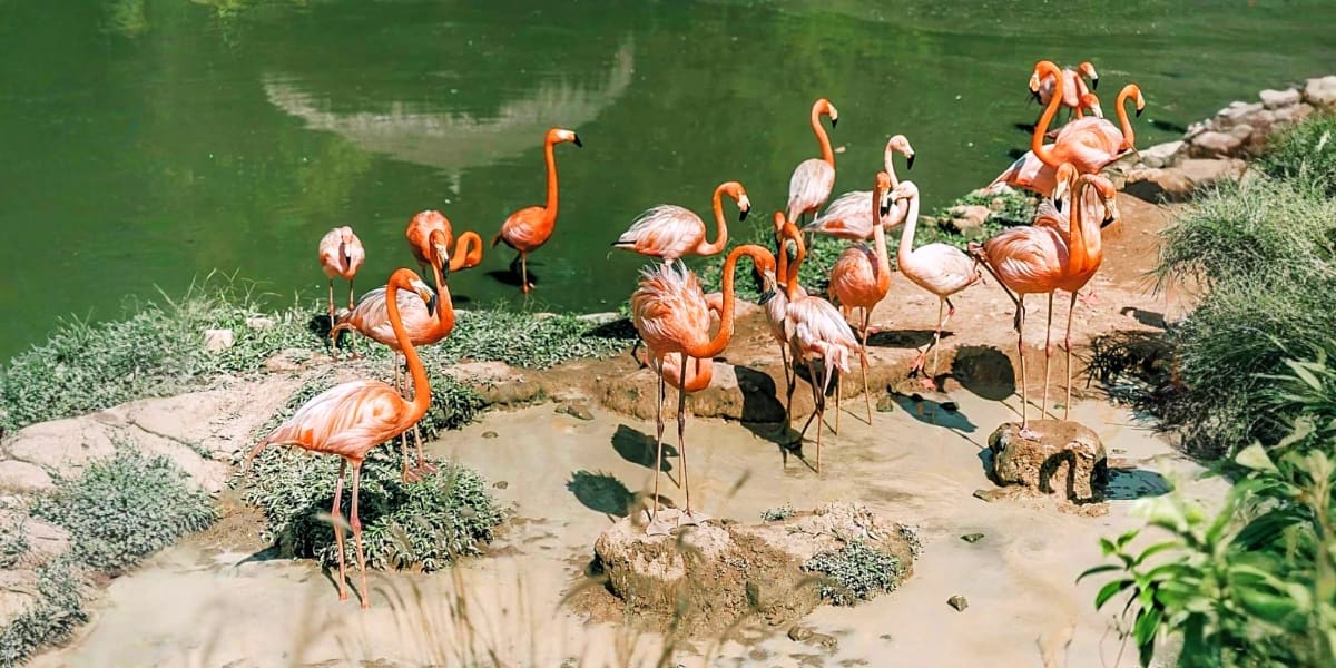 Flock of pink and orange flamingos standing on sandy shore beside green water at Penang Bird Paradise