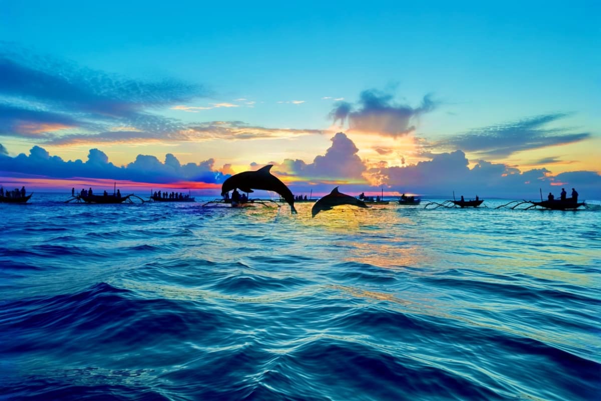 Lovina Dolphin Watching and Snorkeling Tour in Bali Dolphins jumping out of ocean water at sunrise with traditional fishing boats and tourists in Lovina Bali