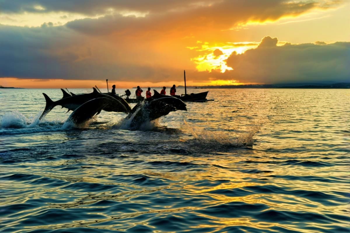 Lovina Dolphin Watching and Snorkeling Tour in Bali Two dolphins jumping out of water at sunrise with fishing boat and passengers in background during Lovina dolphin watching to