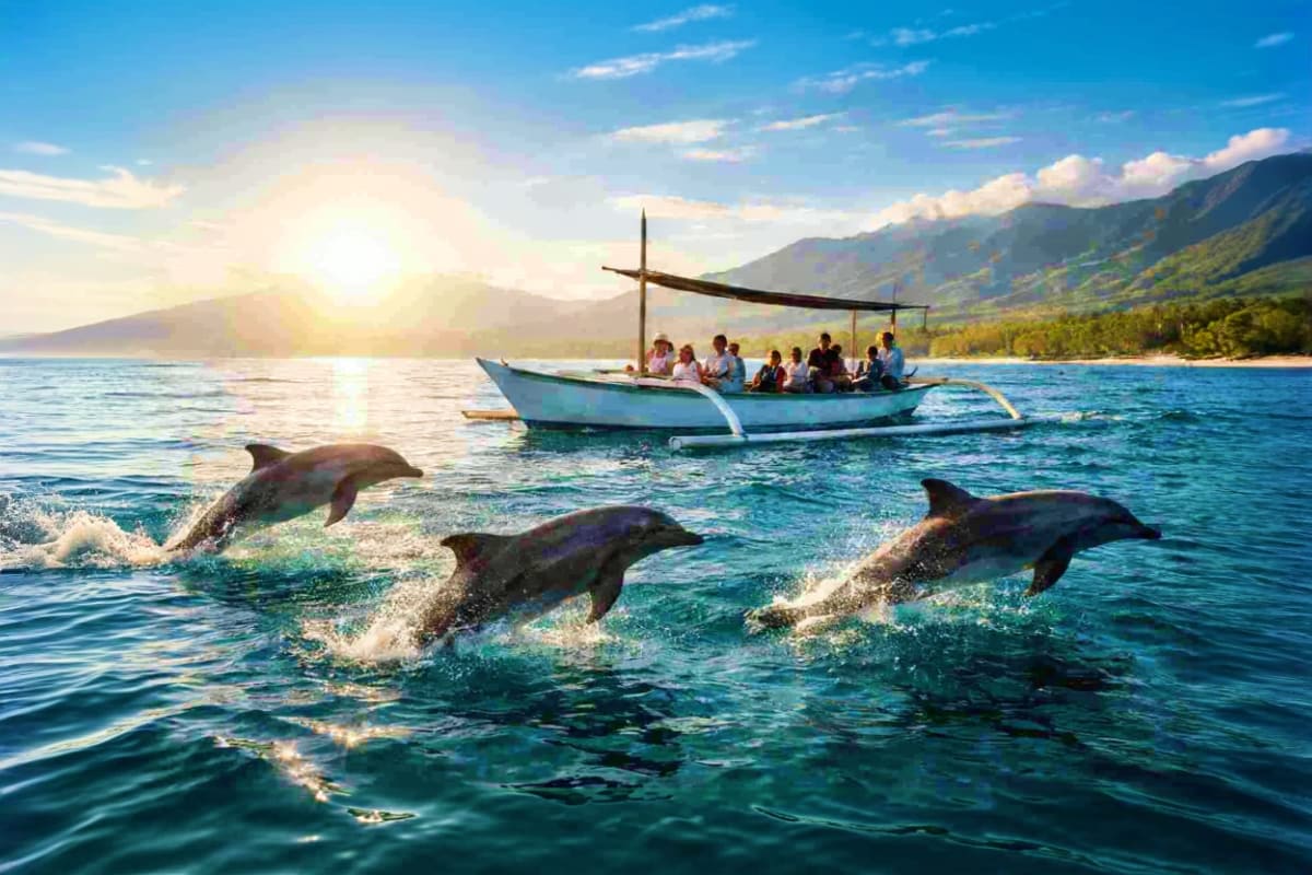 Lovina Dolphin Watching and Snorkeling Tour in Bali Dolphins jumping near a traditional wooden boat with tourists during sunrise at Lovina Beach, Bali, with mountains in the bac