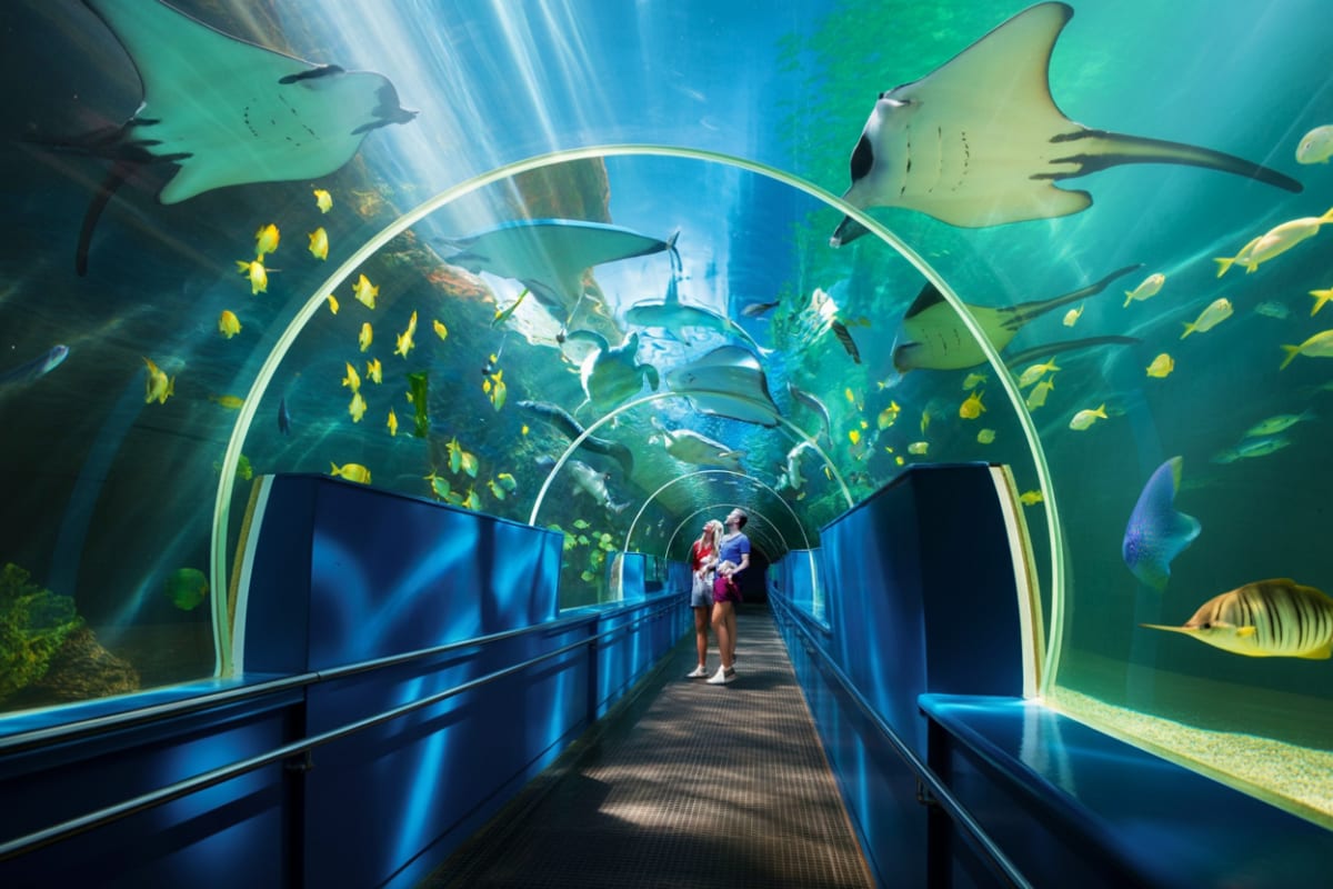Cebu Ocean Park Visitors walking through underwater tunnel at Cebu Ocean Park with rays, sharks, and yellow fish swimming overhead in aquariu