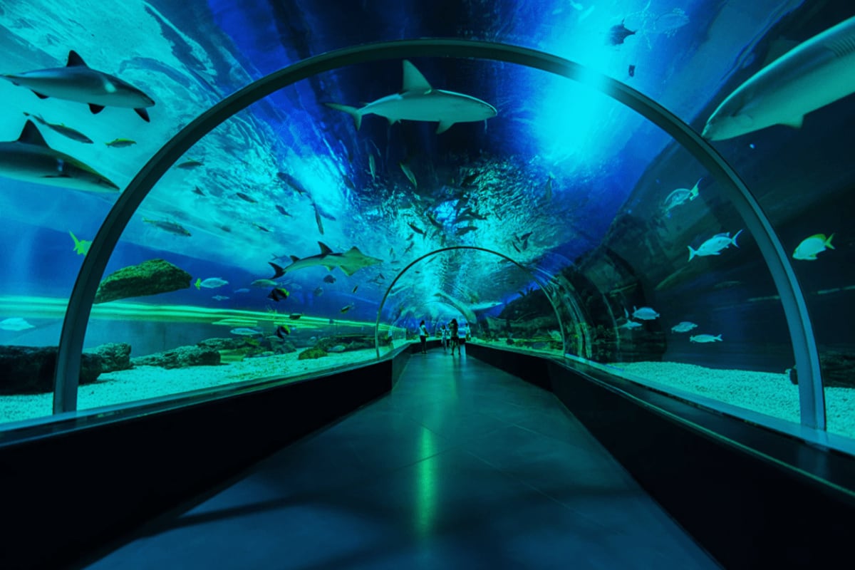 Manila Ocean Park Underwater tunnel at Manila Ocean Park with sharks and tropical fish swimming overhead in turquoise blue aquarium waters