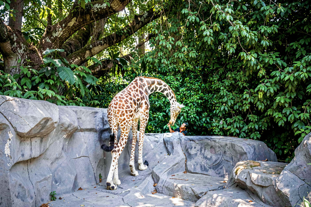 Giraffe bending down to eat from a caretaker's hand in a zoo enclosure with rocky terrain and dense green foliage background