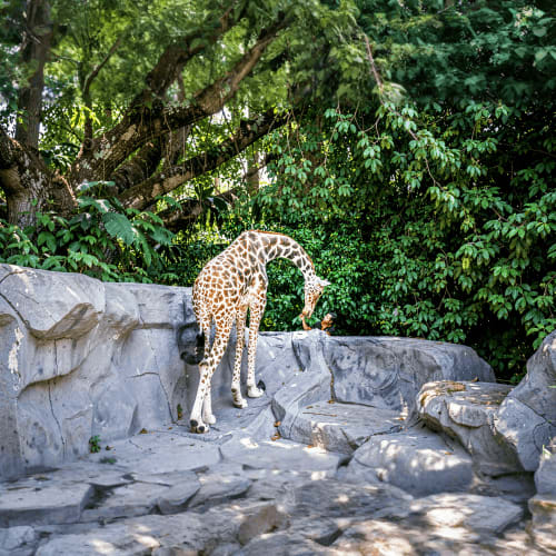 Giraffe bending down on rocky enclosure with trees in background at Zoo Negara