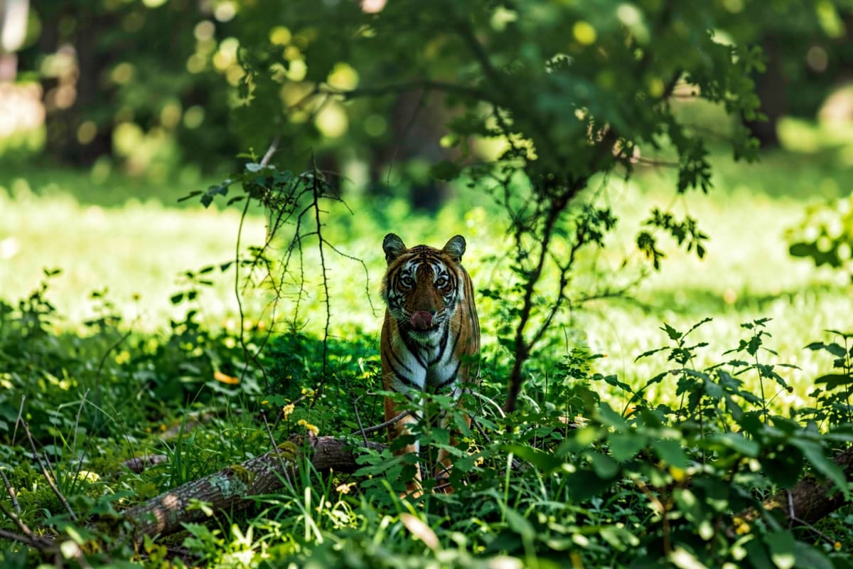 Shared Safari in Ranthambore Tiger walking through dense green vegetation and grass in Ranthambore National Park during safari