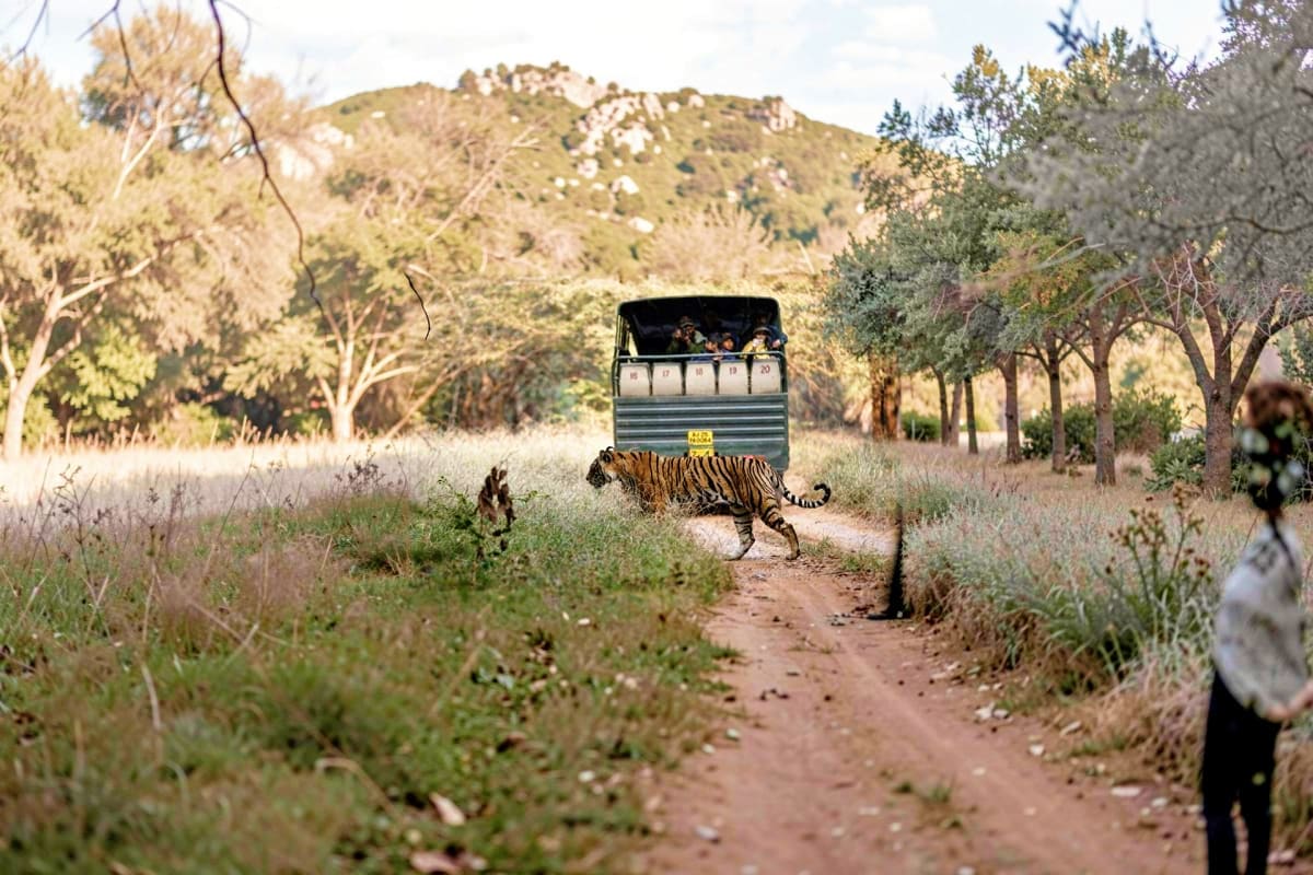 Tiger walking across dirt road near safari vehicle with tourists in Ranthambore National Park