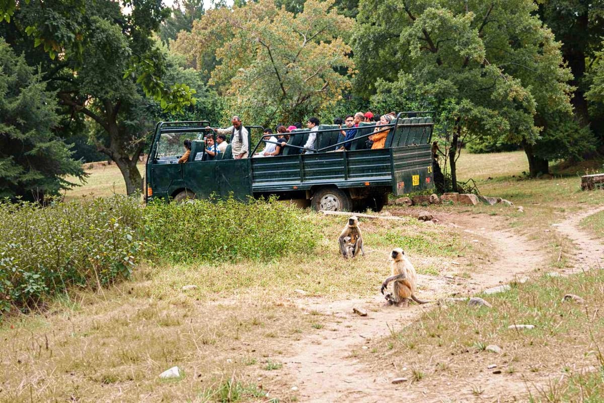 Tourists on open-sided safari truck observing monkeys on dirt road surrounded by trees in Ranthambore forest area