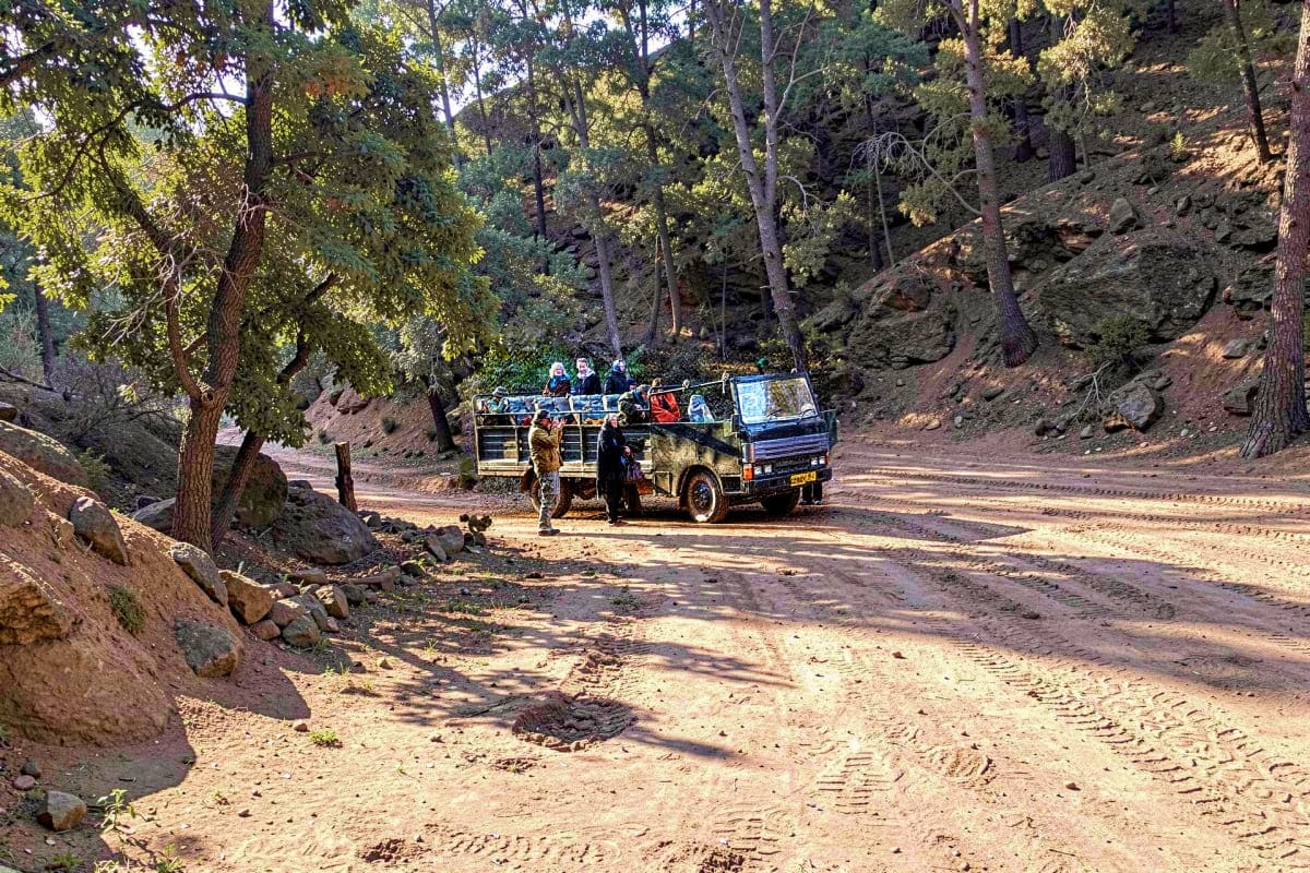 Shared safari vehicle with tourists on dusty forest road through dense woodland in Ranthambore National Park