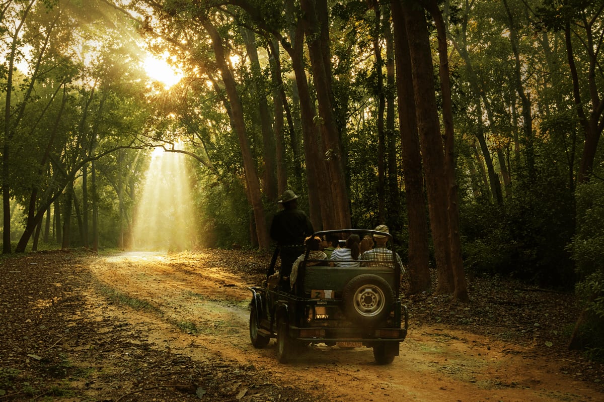 Vintage jeep driving through sunlit tree-lined forest road in India with passengers aboard