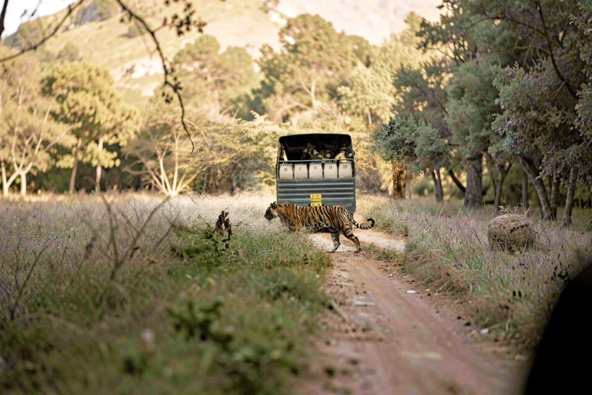 Tiger walking across dirt road in front of safari vehicle with tourists in natural forest habitat during Indian wildlife tour
