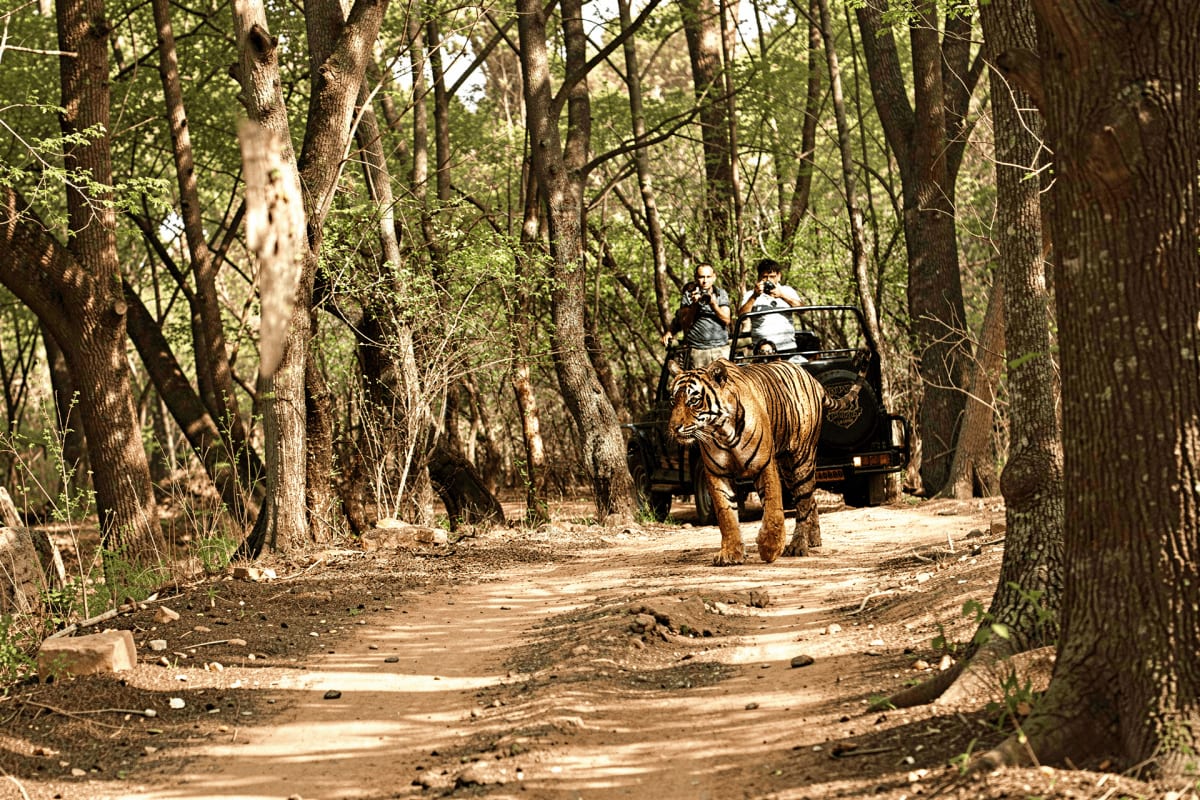 Tiger-drawn cart with tourists on forest path lined with tall trees during wildlife safari tour