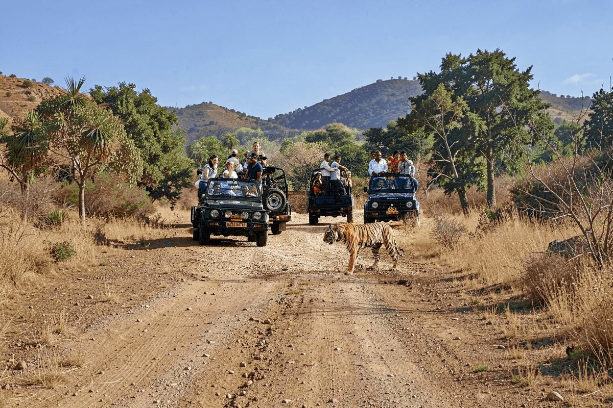 Tiger spotted during jeep safari in Indian wildlife sanctuary with tourists in open vehicles on dirt road