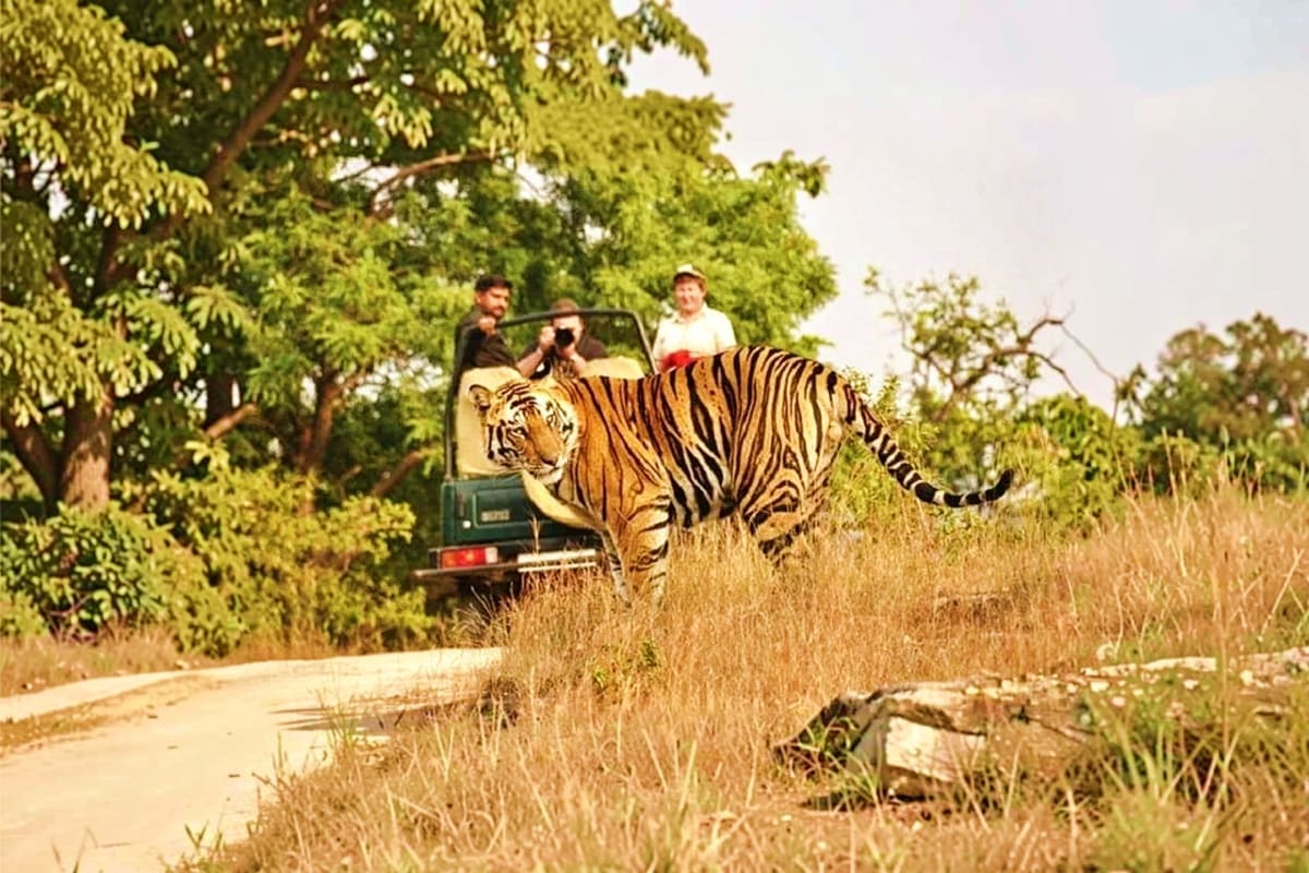 Exclusive Jeep Safari Indian Tiger walking across dirt road near open-air jeep with tourists observing wildlife in Indian forest habitat