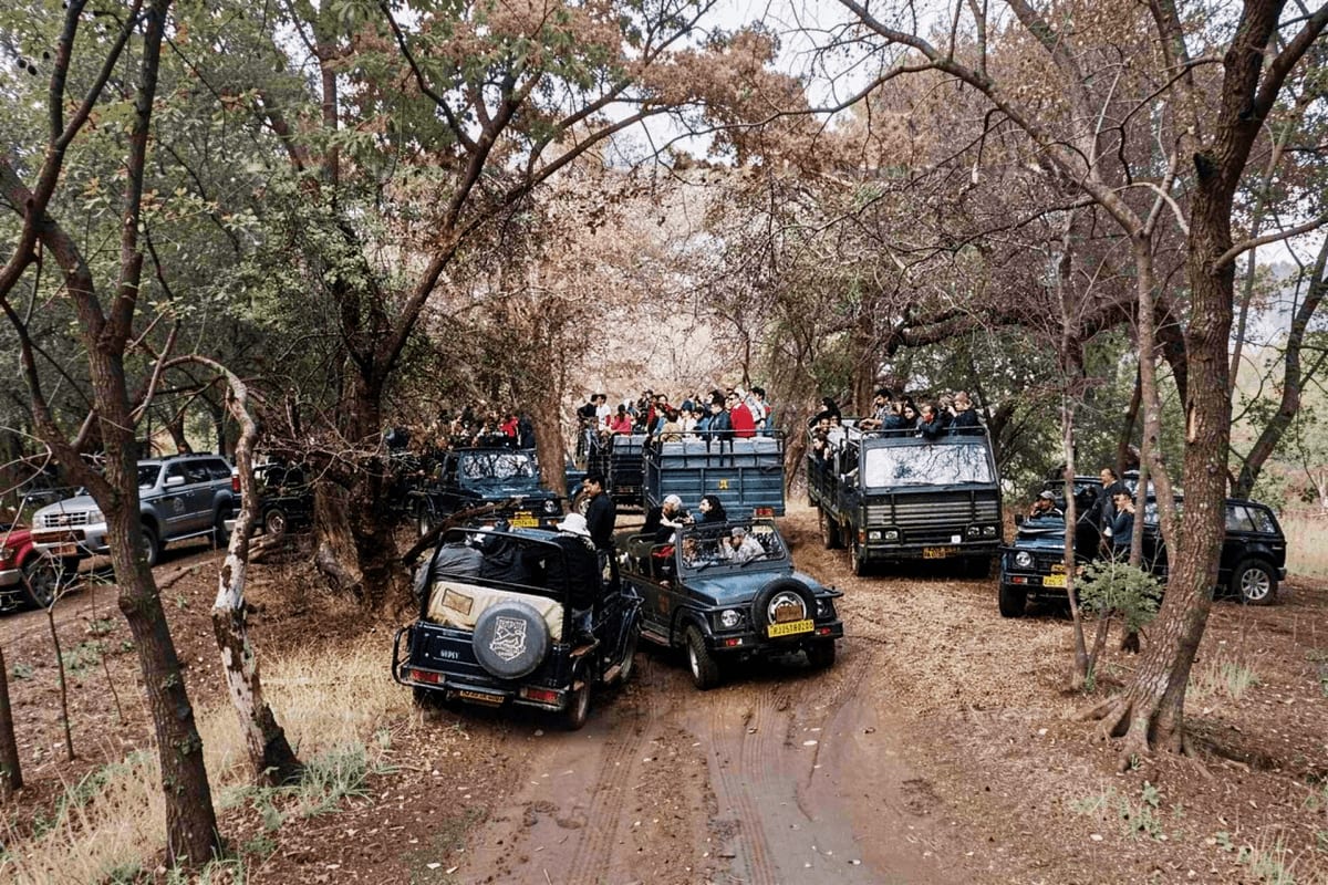 Canter Safari Indian Multiple Jeeps and canters parked on muddy forest road lined with bare trees during wildlife safari tour in India