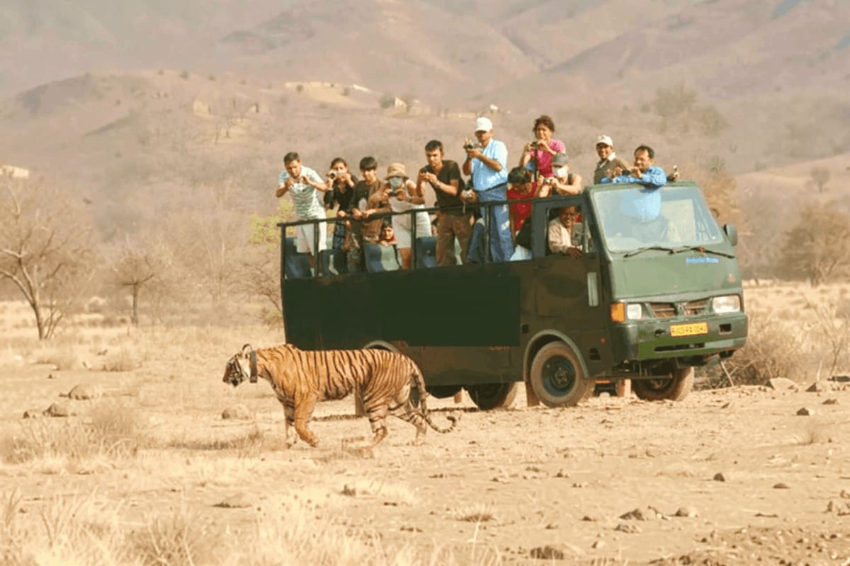 Canter Safari Indian Tiger walking past open-sided safari truck with tourists observing wildlife in Indian desert landscape