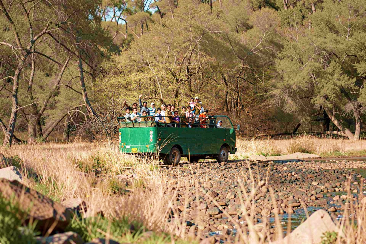Green safari truck carrying tourists driving through dry riverbed with sparse vegetation and eucalyptus trees in background