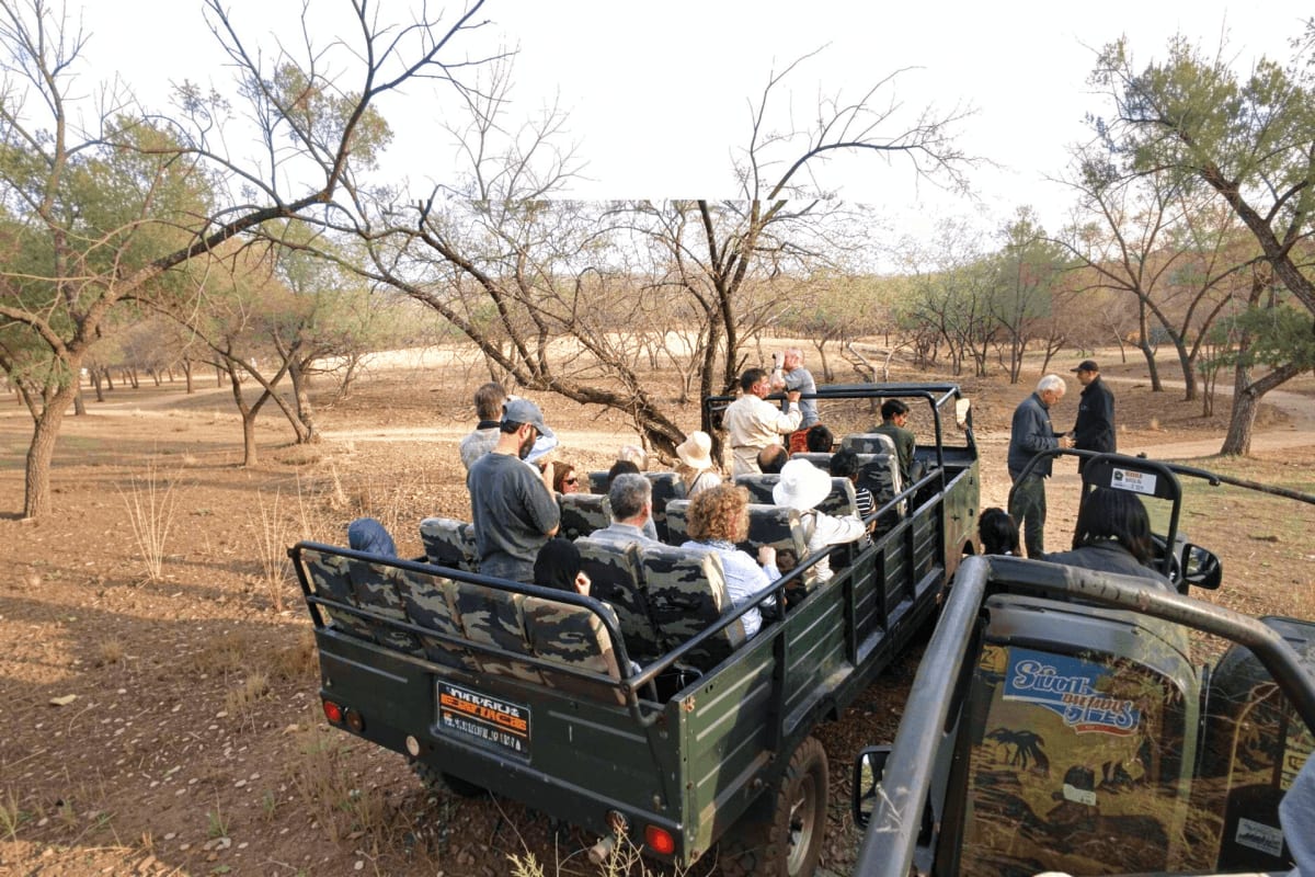 Group of tourists riding in open-sided canter vehicles through dry woodland landscape with scattered bare and leafy trees