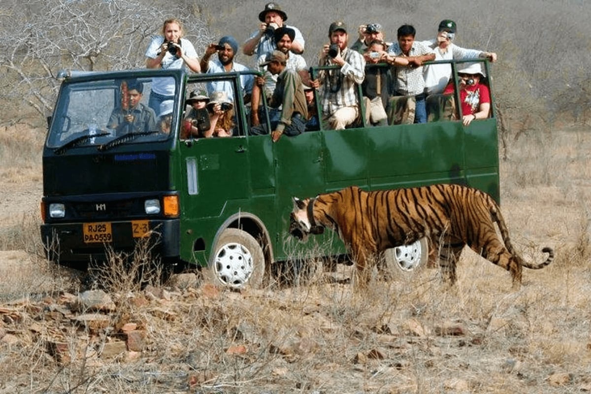 Canter Safari Indian Tiger safari vehicle with tourists observing a Bengal tiger walking beside an open-sided green canter truck in Indian wildlif