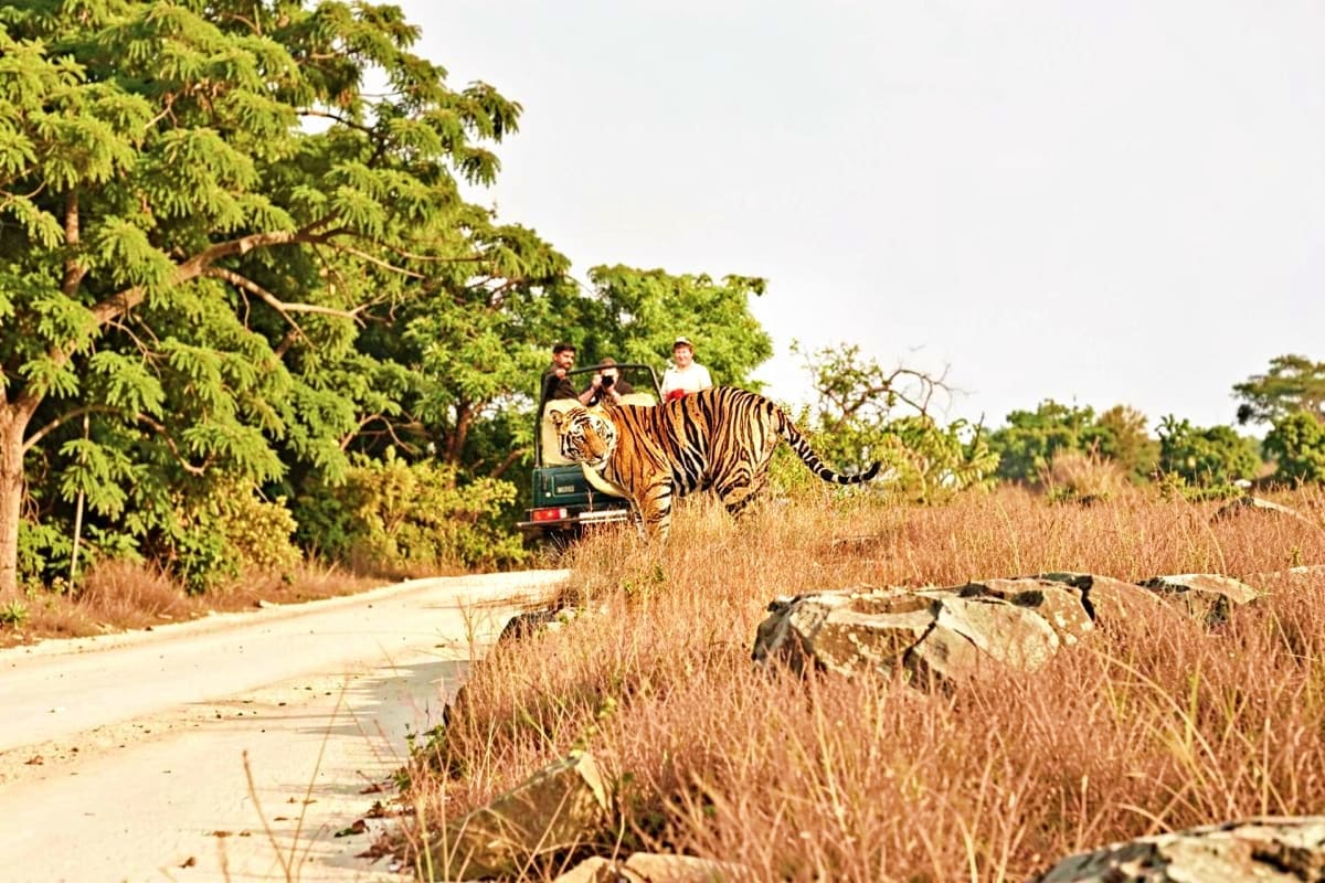 Tiger walking across dry grassland near jeep with tourists during Ranthambore safari tour