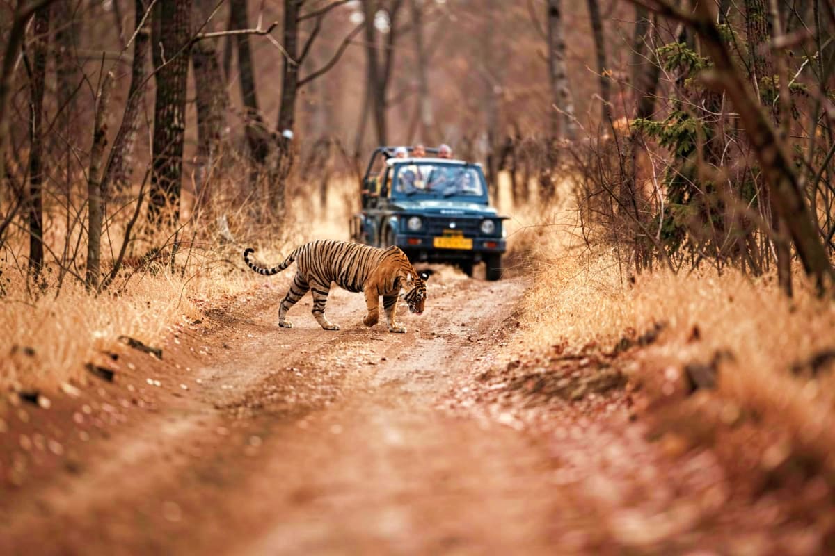 Tiger crossing dirt road in front of safari jeep through dry forest landscape at Ranthambore National Park