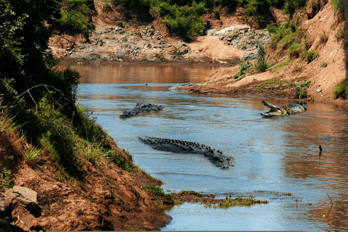 Chambal Boat Safari Multiple crocodiles swimming in muddy river water surrounded by eroded clay banks and green vegetation during Chambal Boat Sa