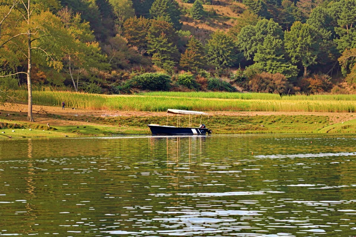 Chambal Boat Safari Small motorboat with white canopy anchored in calm green river surrounded by forested banks and grassland during Chambal Boat