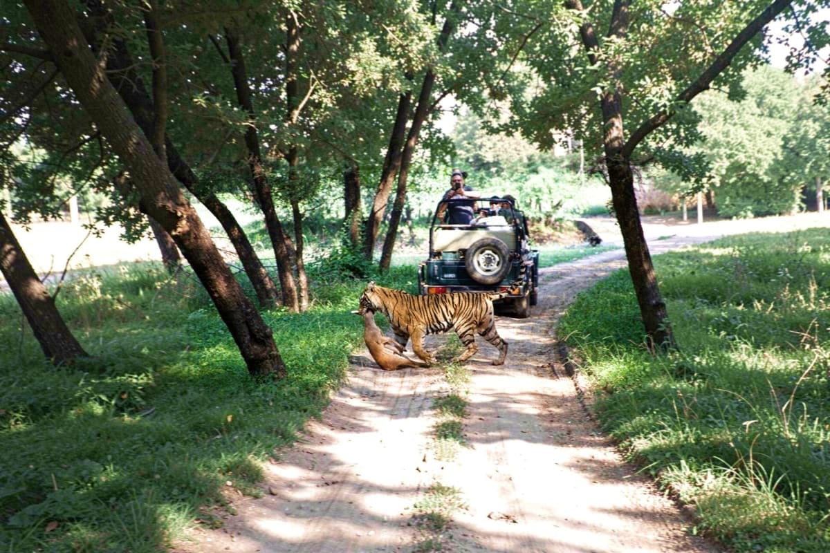 Tiger crossing dirt road in front of safari jeep with tourists on guided wildlife tour through forest at Ranthambore National
