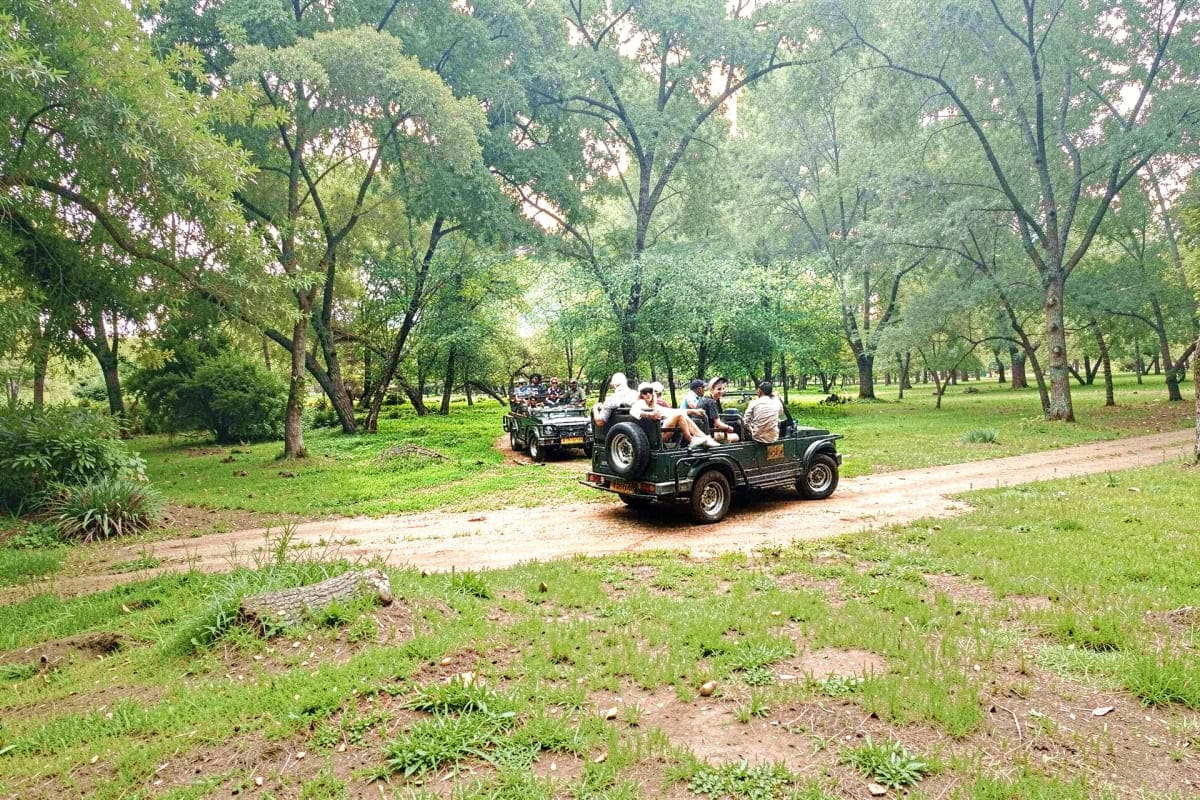 Tourists riding in open-air jeeps on a dirt path through a lush green forest with tall trees during a safari tour