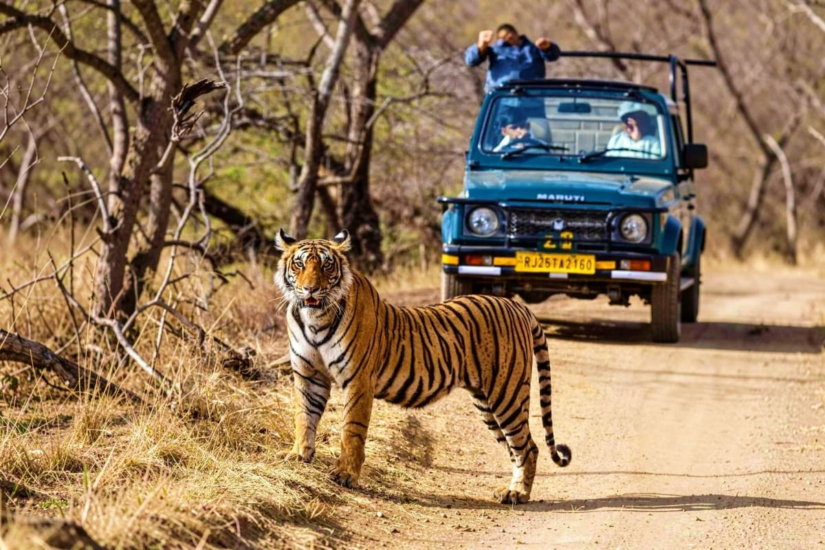 Tiger crossing dirt road in front of blue safari jeep with tourists and guide in Ranthambore National Park