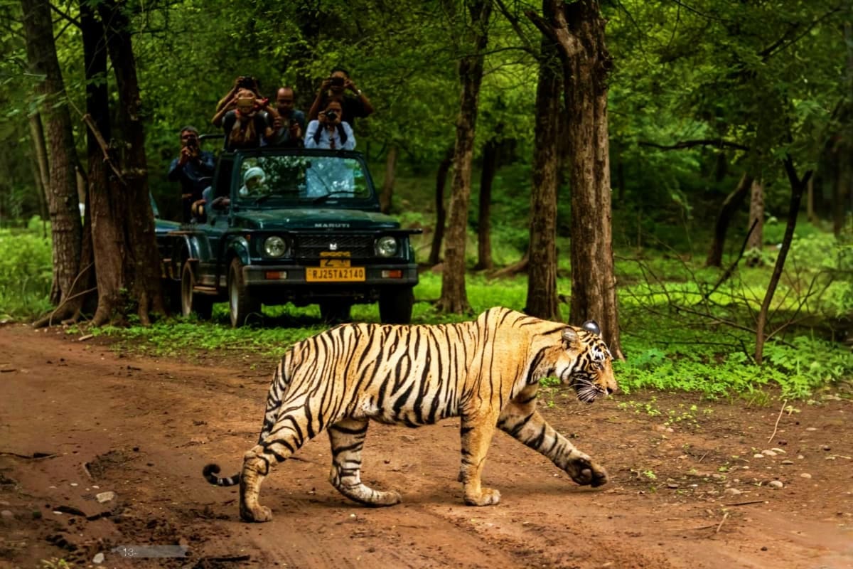Exclusive Jeep Safari with Expert Tracker Ranthambore Tiger walking across forest road in front of open-top jeep with tourists observing wildlife during Ranthambore safari tour