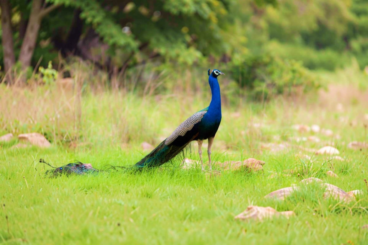 Bird Watching and Nature Walk Indian peafowl with vibrant blue head and neck standing in green grass with trees and rocks in natural woodland setting