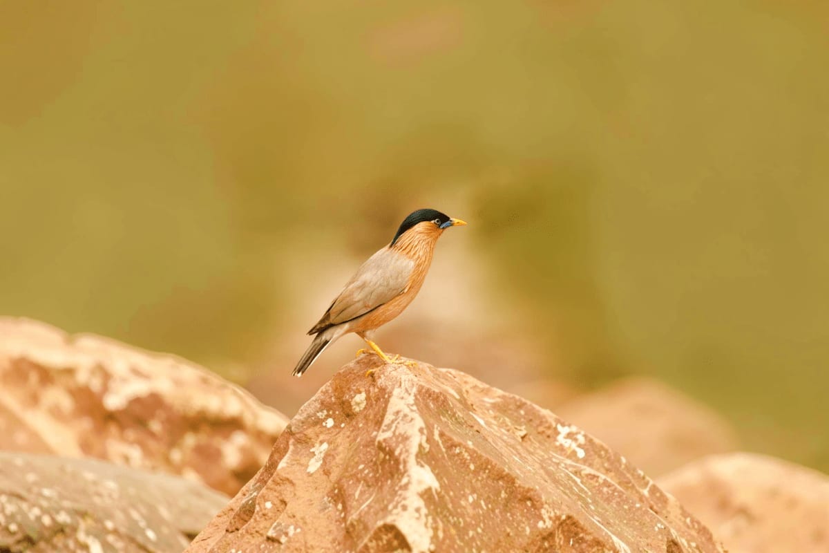 Bird Watching and Nature Walk Small bird with black head and rufous breast perched on rocky stone during bird watching activity in nature
