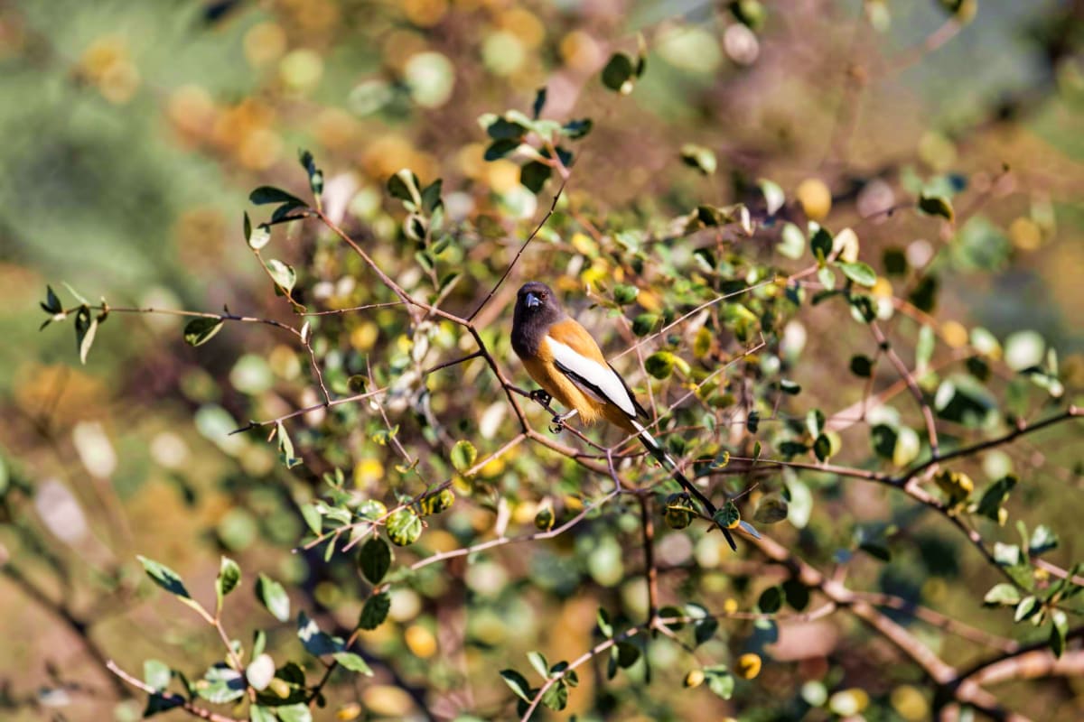 Bird Watching and Nature Walk Small black bird with orange and white chest markings perched on thin branch surrounded by green foliage and small yellow flo