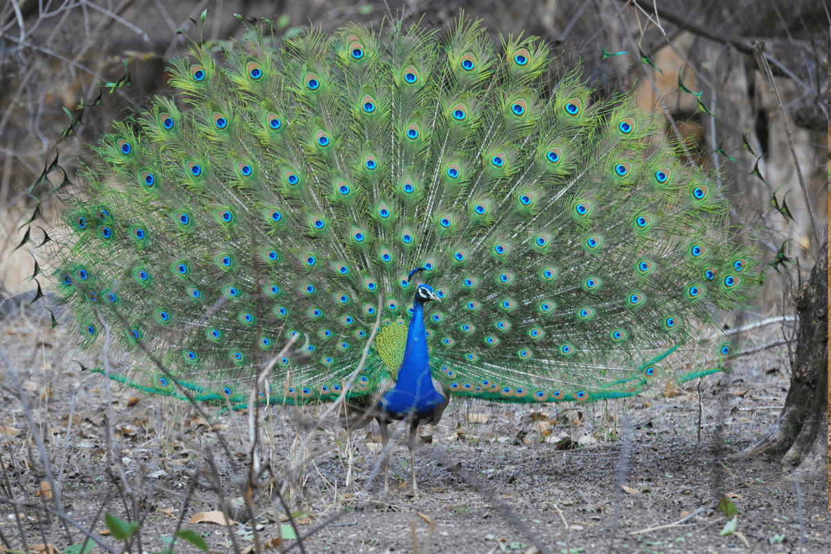 Peacock with vibrant blue plumage displaying full tail feathers with iridescent green and blue eyespots on ground surrounded