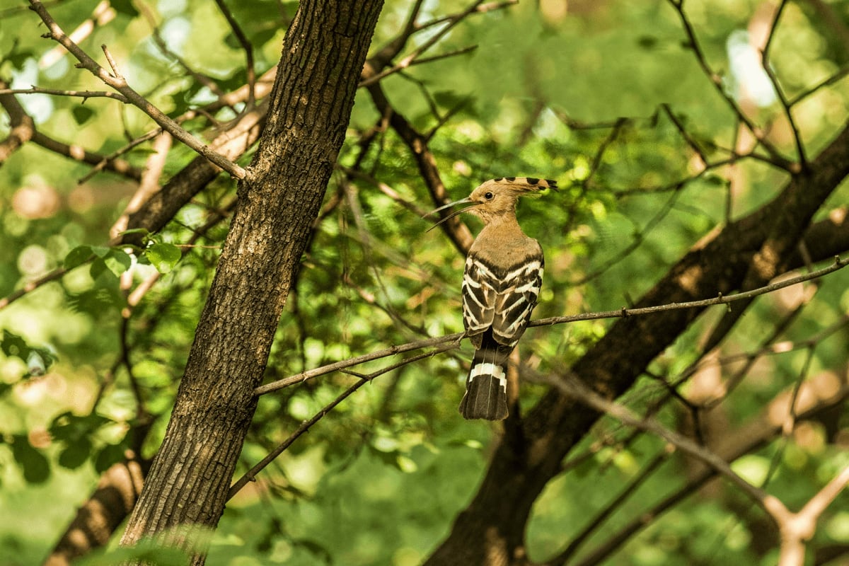 Hoopoe bird perched on a tree branch with distinctive striped black and white plumage and long thin beak in natural forest se