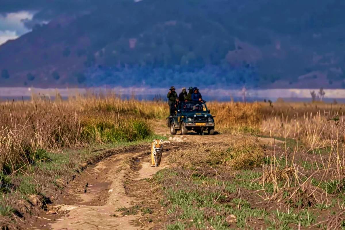 Tiger walking on dirt path with jeep safari vehicle and tourists in background through grassland and forested mountains