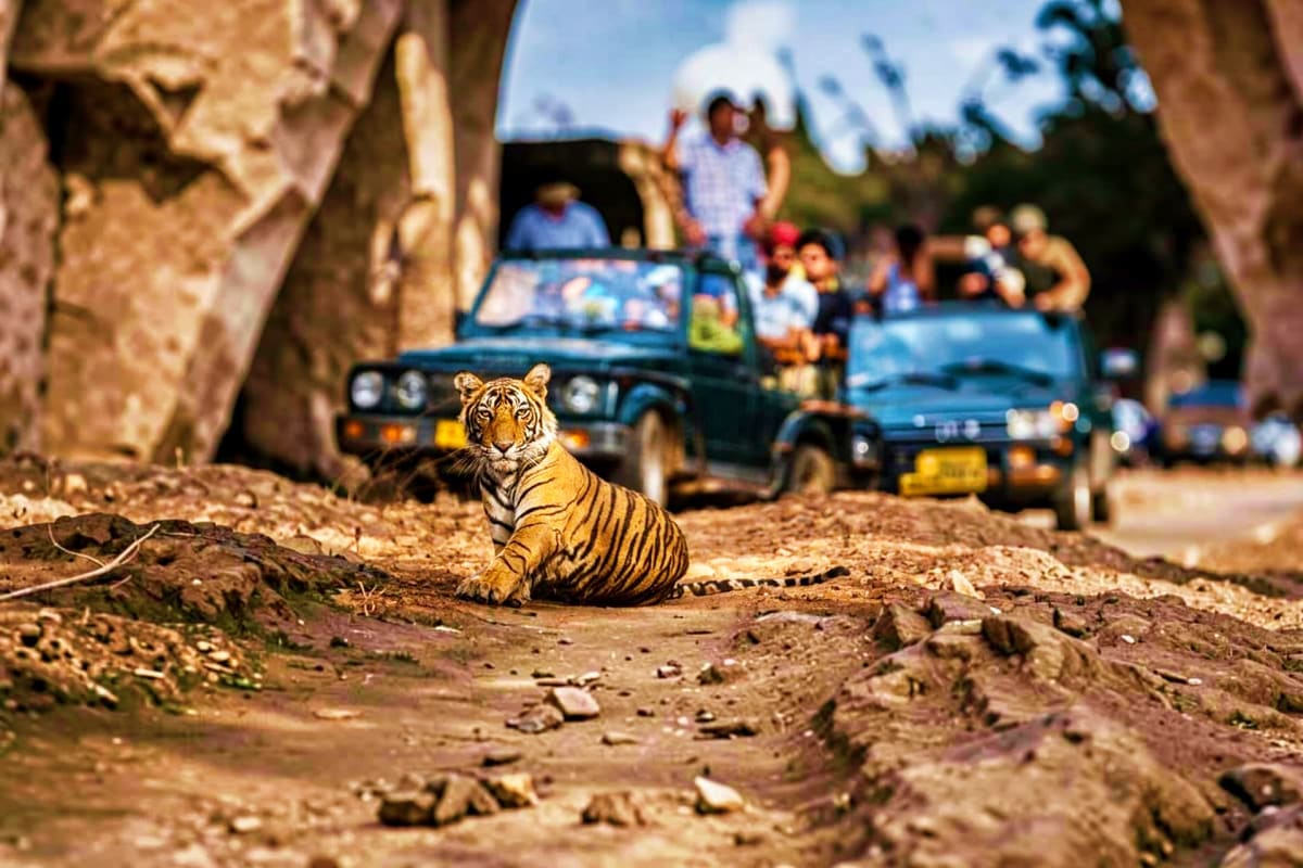Tiger resting on sandy ground with safari jeeps and tourists visible in blurred background during wildlife tour